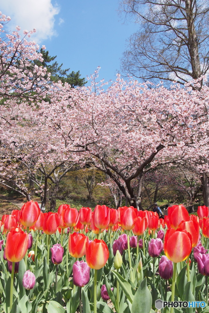 空と桜とチューリップ