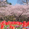 空と桜とチューリップ