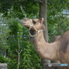 動物シリーズ・ヒトコブラクダ