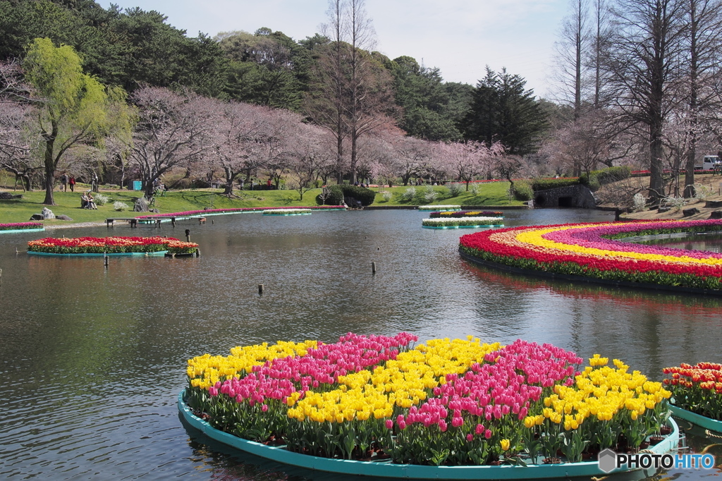 池に浮くチューリップ