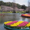 池に浮くチューリップ