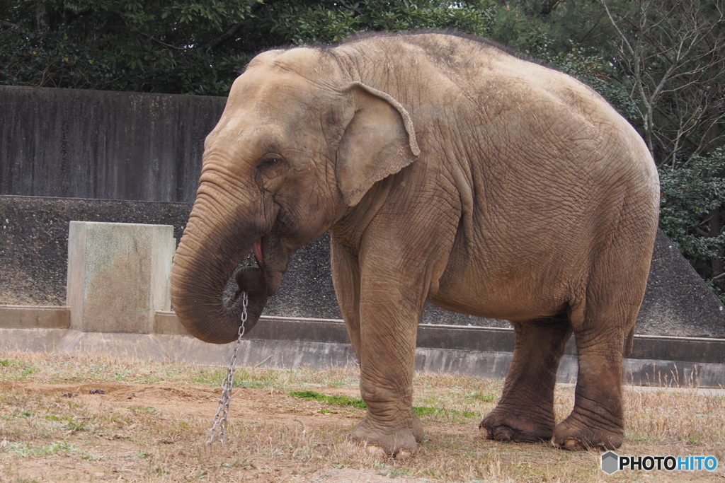 動物シリーズ・象だゾウ