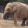 動物シリーズ・象だゾウ