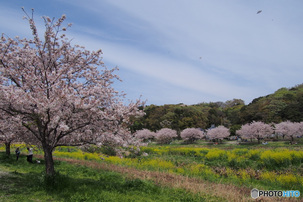 引地川親水公園の桜