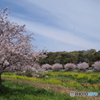 引地川親水公園の桜