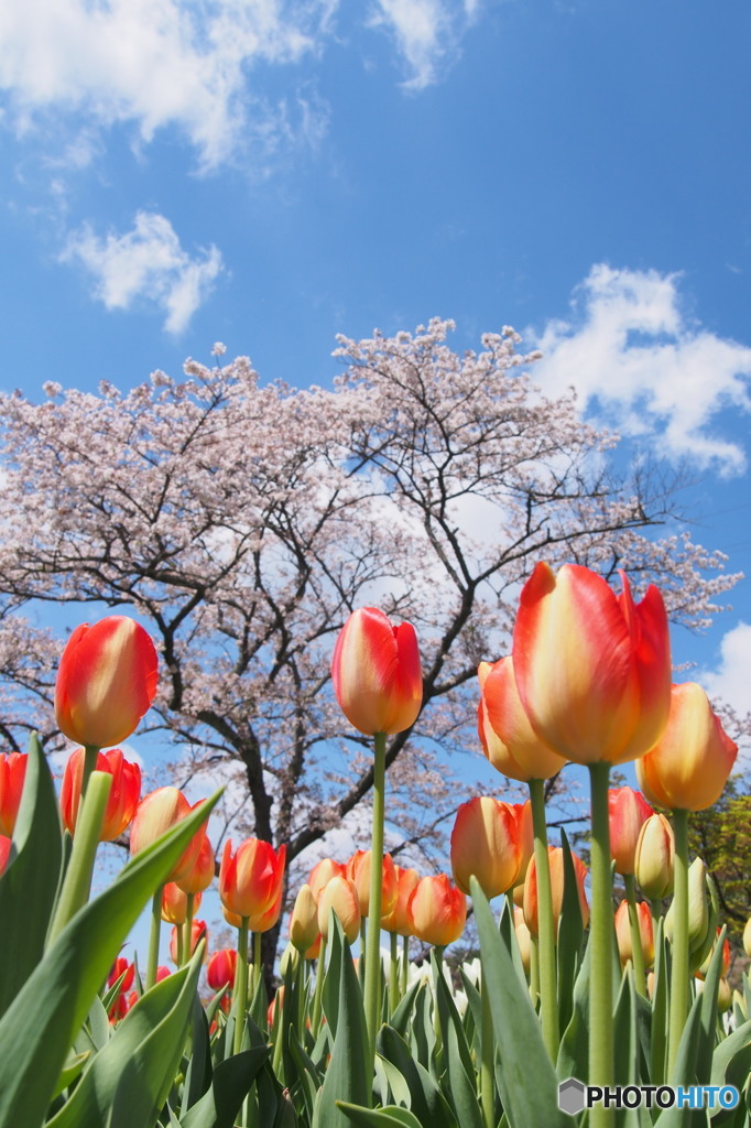 空と桜とチューリップ