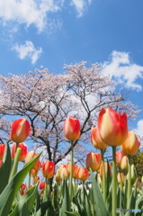 空と桜とチューリップ