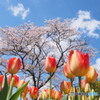 空と桜とチューリップ