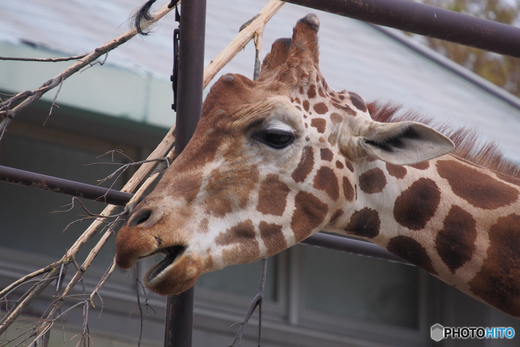 動物シリーズ・キリンの顔
