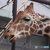 動物シリーズ・キリンの顔