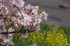 引地川親水公園の桜