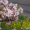 引地川親水公園の桜