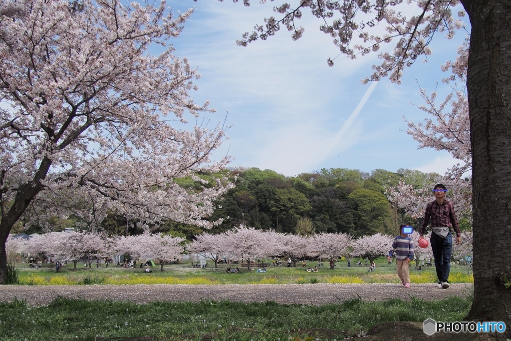桜と親子