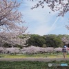 桜と親子