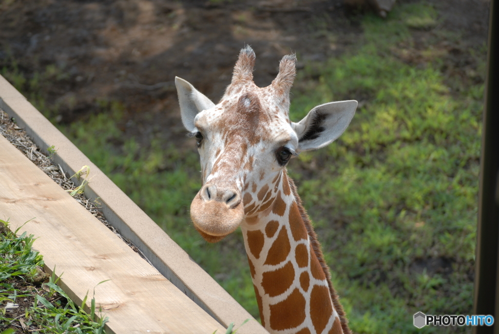 動物シリーズ・キリンです