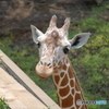 動物シリーズ・キリンです