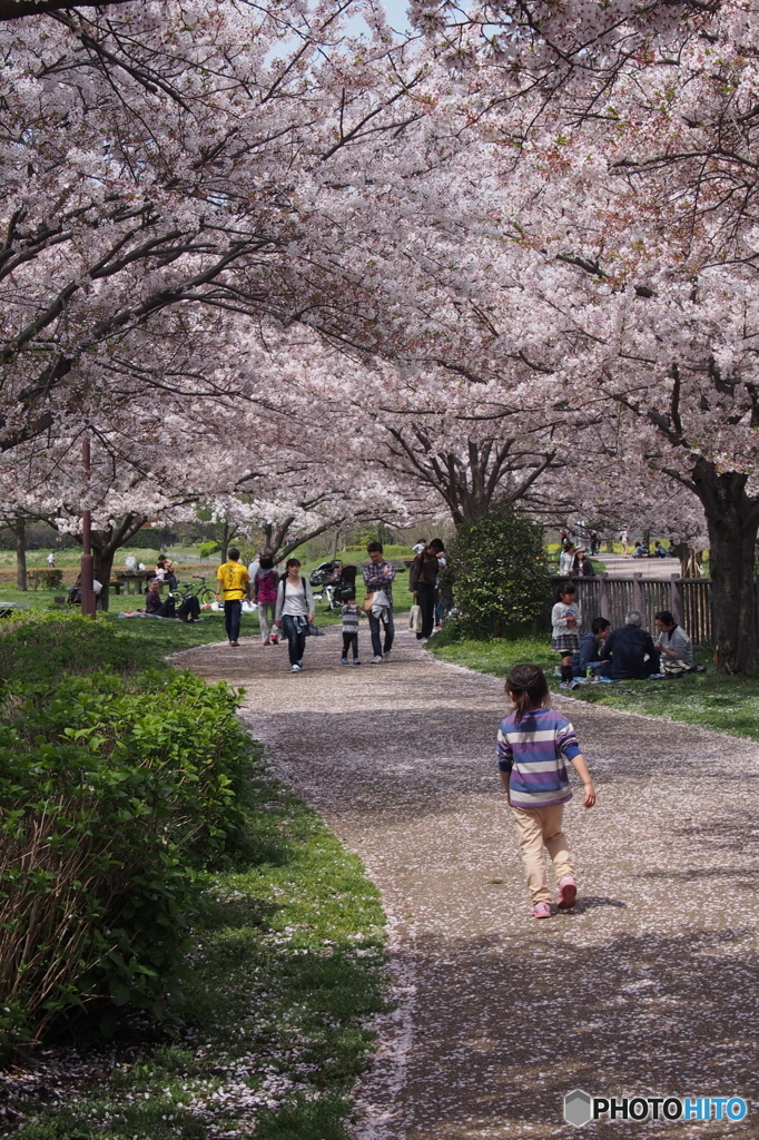 引地川親水公園の桜