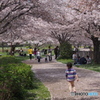 引地川親水公園の桜