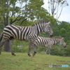 動物シリーズ・シマウマ