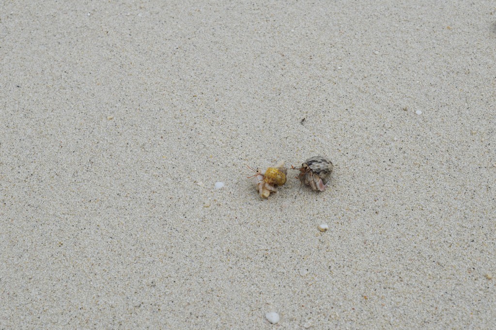 おっかけっこ