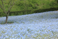 青の絨毯