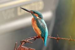 Kingfisher of the barbed wire