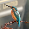 Kingfisher of the barbed wire