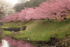 河津桜その1