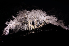 浮び上るしだれ桜