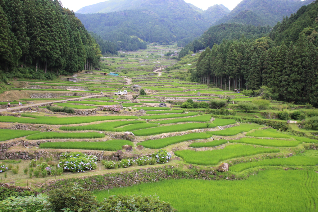 四谷　千枚田