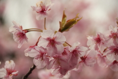 河津桜その4