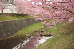 河津桜その3