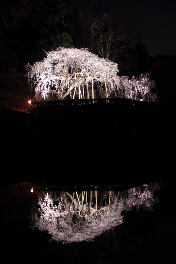 水面のしだれ桜