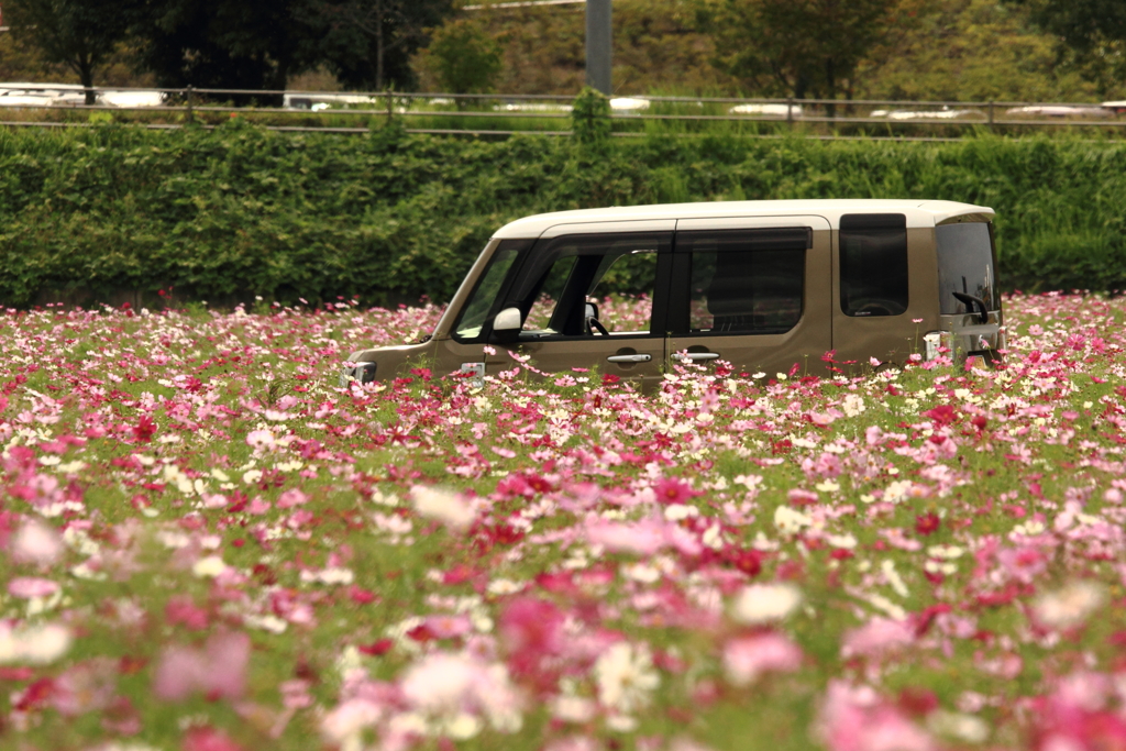 花没車