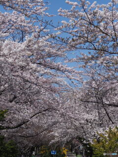 桜並木のサイクリングロード