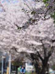 桜咲くサイクリングロード