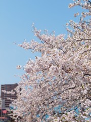 南小樽駅桜満開