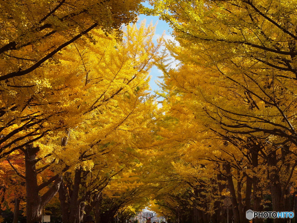 北海道大学銀杏並木