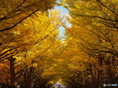北海道大学銀杏並木