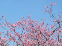 梅