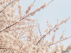 さくら