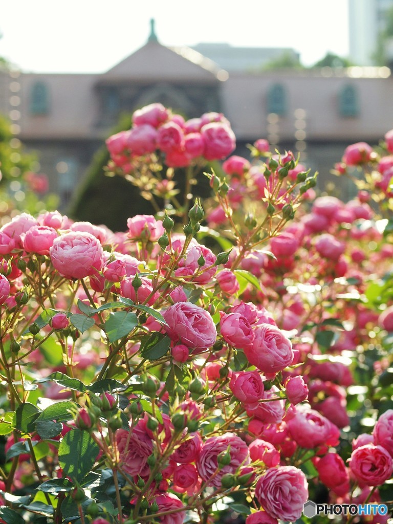 Rose garden