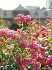 Rose garden