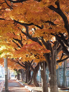 秋色の街角