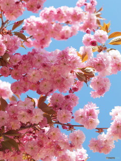 八重桜満開