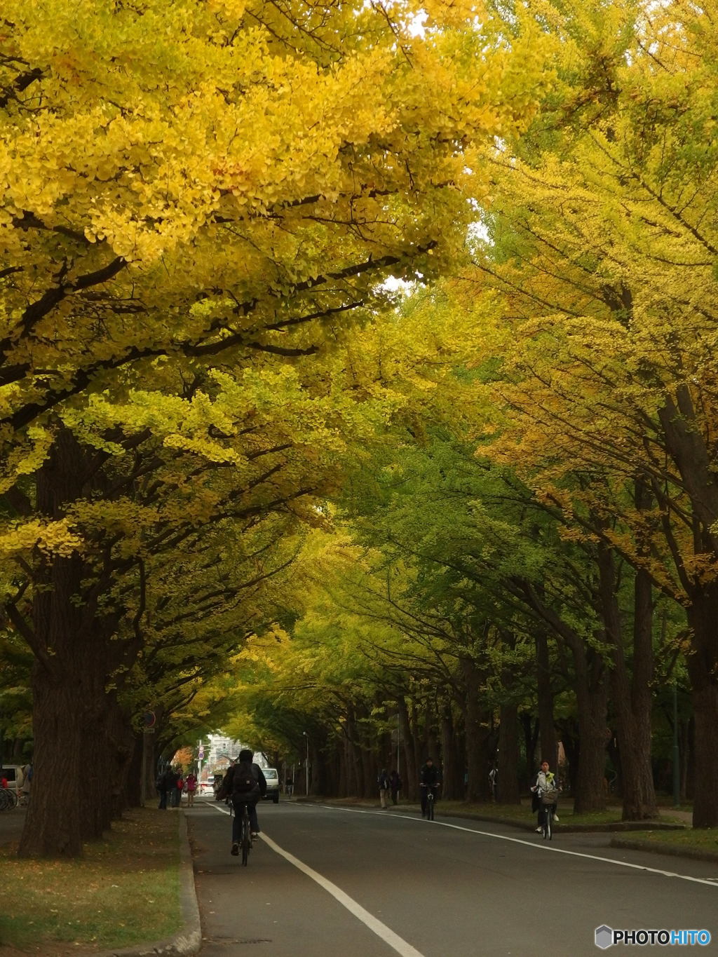 北海道大学銀杏並木