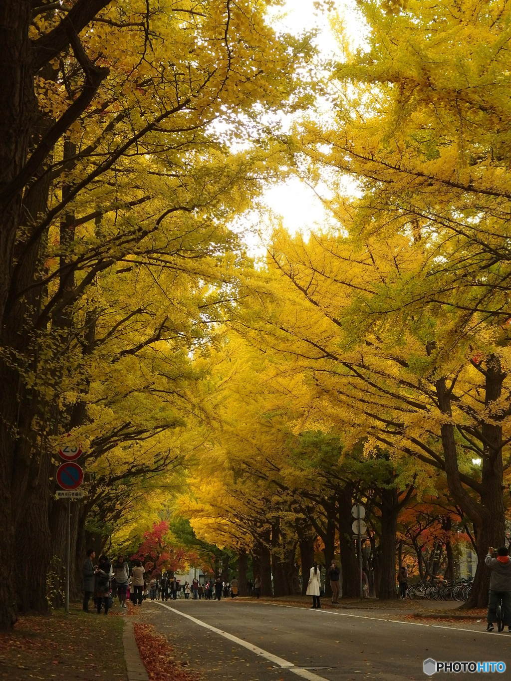 北海道大学銀杏並木