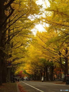 北海道大学銀杏並木
