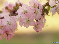 千島桜