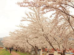 余市川桜並木